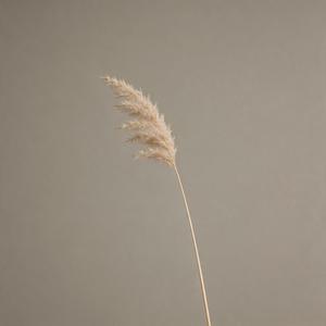 那一年的夏（我记得那一年的钟声）