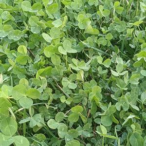 小猪吃的饱饱（儿童版）