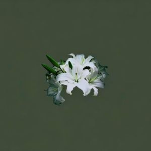 白百合
