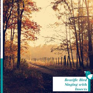 Greater Concentration with Nothern Flicker Song