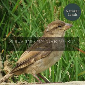 Wet Earth and Rain Droplet Music