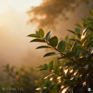 Morning Fog