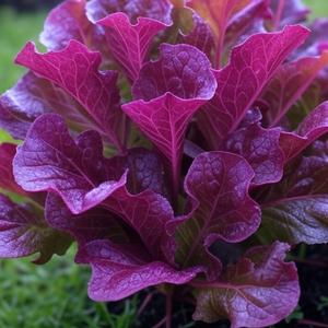 EL LECHU (Electronic)