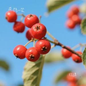 红山果 (Cover 安与骑兵)