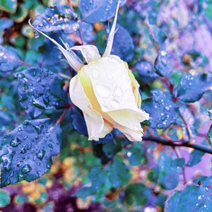 Lonely rose (Prod by Bapapa)