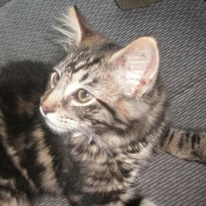 You Can't Escape From The Things You've Done (feat. The Transverse Magnet & Jarboe) (Here In My Chevrolet Remix I)