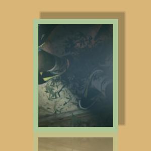 Backwood In The Whip Pt.2