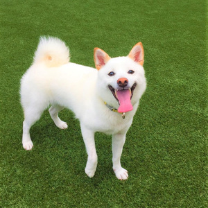 masachipu-pi きゅーてぃー勝木の結婚式の曲