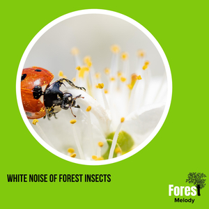 Atractive Bird Chorus