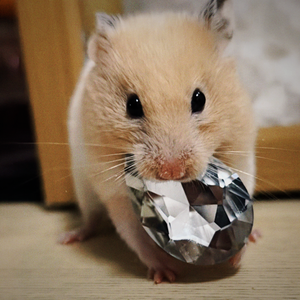 非洲之星小曲（得吃得吃）