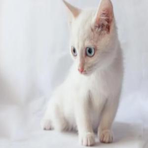 CROP (feat. fakerainlmao)