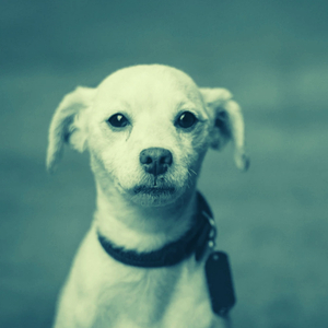 Dog Anxiety - Feelings