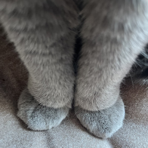 エブリデイ・チートデイ (feat. kashoku)