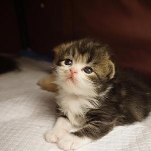 the first sight(初见)