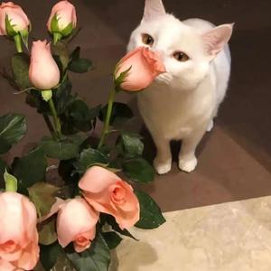 曾宝仪-标准录音 247（知星不胖 remix）