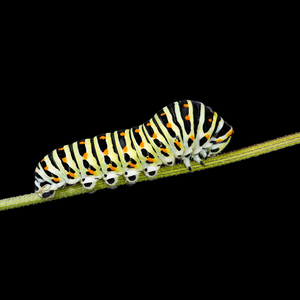 Oruga