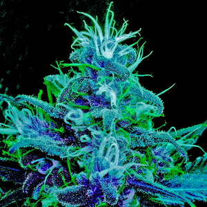 Crown (Original Mix)