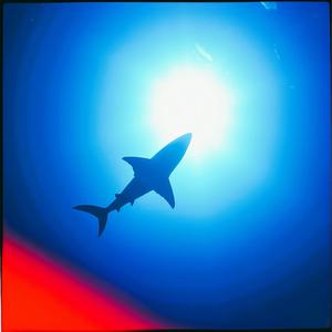 Fish Learn。)魚会(