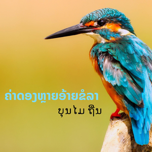 ຄ່າດອງຫຼາຍອ້າຍຂໍລາ