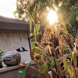 Zydeco Zeus "is on the loose"