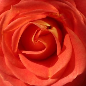 我们开车去大梅沙