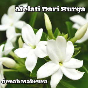 Melati Dari Surga