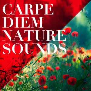 Sounds from the Sea 1: Sea Foam