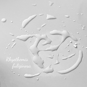 Rhyothemis Fuliginosa