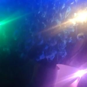 桃花依旧笑春风