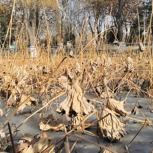 石家庄（Prod by LIUBABA）