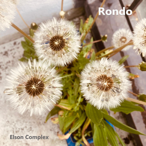 Rondo