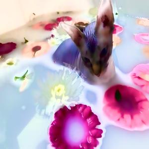 House Cat (feat. Trollskog)