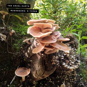 Turkey Tail (Trametes versicolor)