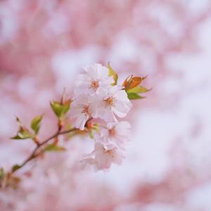 【FREE】 古风 和风 Boomba old school type beat