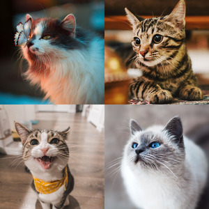 柔和的可爱猫咪时刻