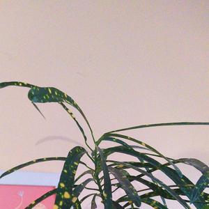houseplants