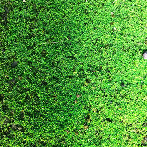 情熱的でセンチメンタルなエレクトロニカ