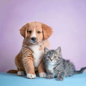 Paisajes Sonoros Suavizados De Mascota