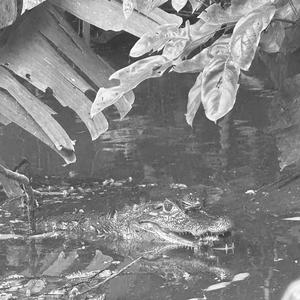 Like Water (feat. Seth & Theo. P)