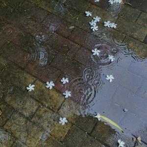 沉浸自习区雨声集中注意曲 (钢片琴)