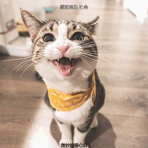 抚慰的睡猫回忆