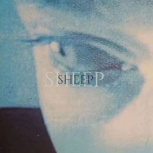 sheep (2)