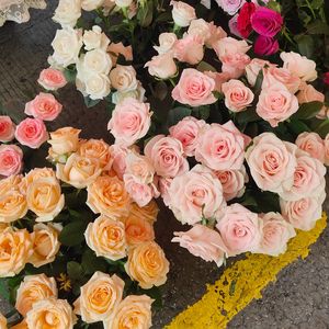 情难枕（cover：高胜美）