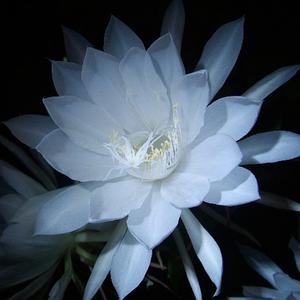 昙花再现 (副歌）
