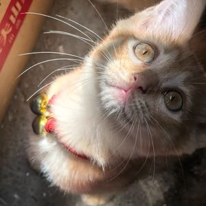 青梅引（cover时尚）