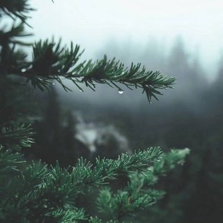 纯雨声（无雷声、无伴奏、无鸟叫、无虫鸣）