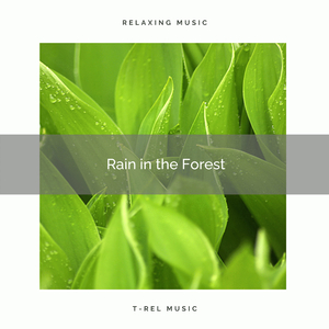 Perfect and Great Rain Drops Sounds for You to Have Sweet Dreams