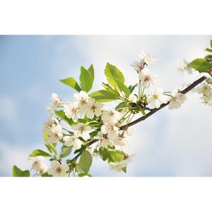 피어나는 꽃처럼