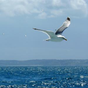 杨千嬅-处处吻 (抖音DJ版)（M.R.Y麦尔彦 remix）