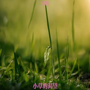小草的渴望